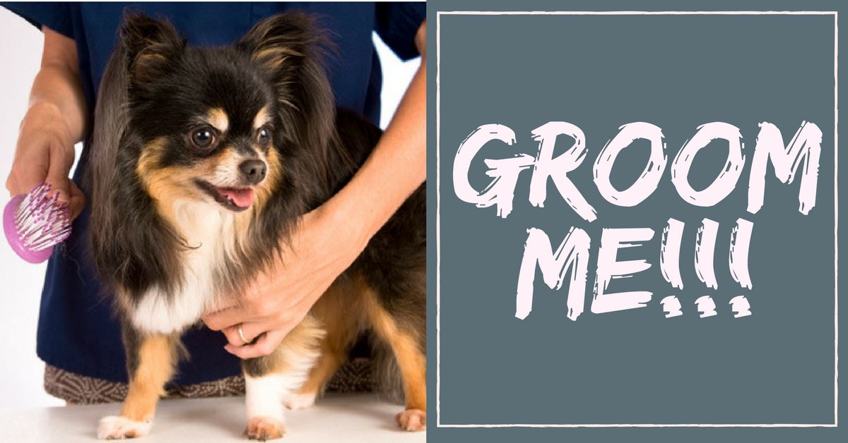 Basics of Dog Grooming