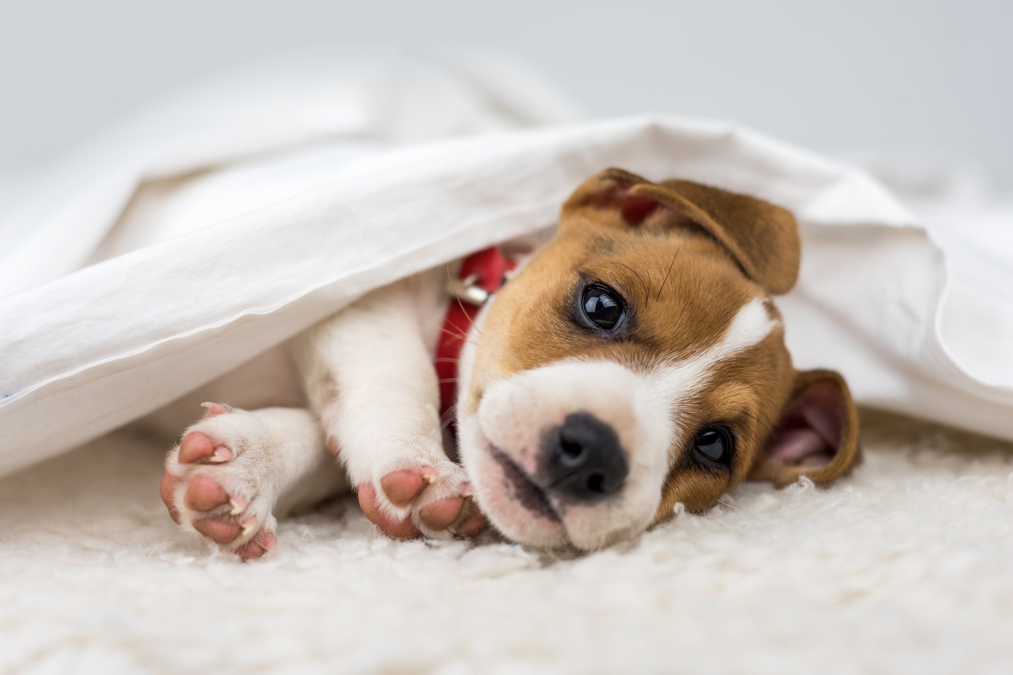 Benefits of an Indoor Dog House