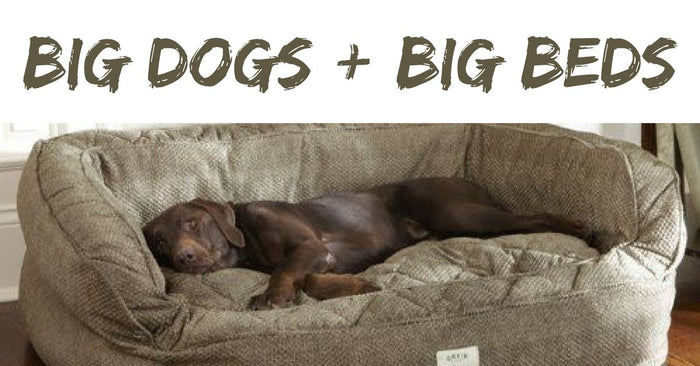 Big Dogs Need Big Beds