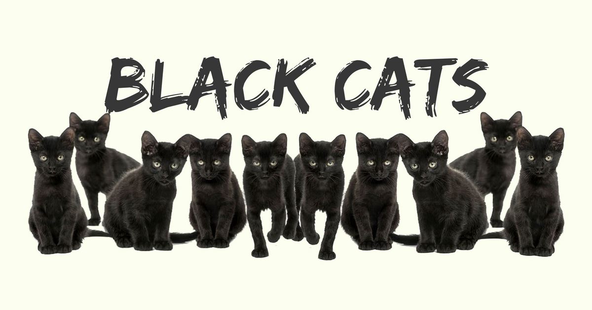 Black Cats: Do They Bring Good Luck Or Misfortune?