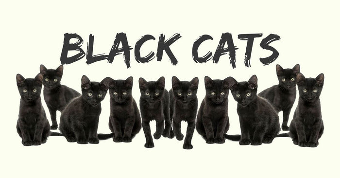 Black Cats: Do They Bring Good Luck Or Misfortune?