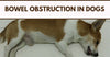 Bowel Obstruction In Dogs