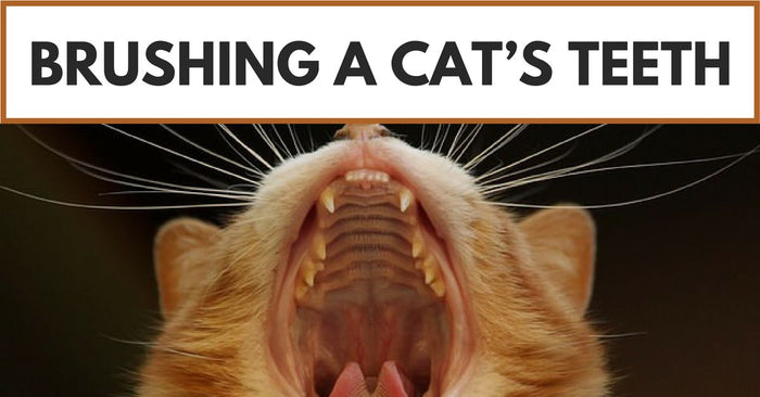 Brushing A Cat’s Teeth