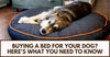 Buying A Bed For Your Dog? Here’s What You Need To Know