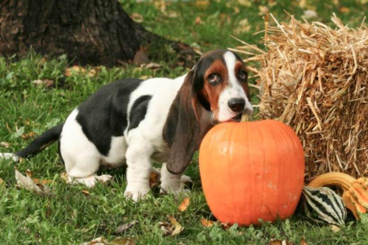 Can Dog's Benefit From Eating Pumpkin