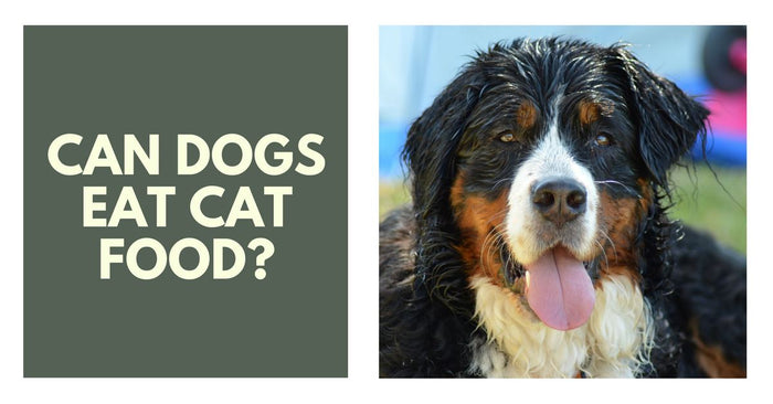 Can Dogs Eat Cat Food?