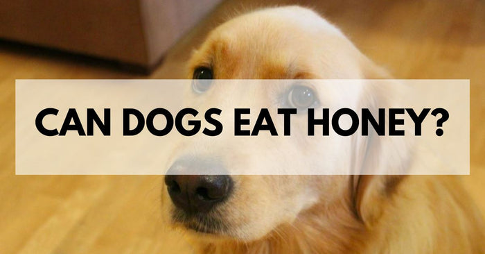 Can Dogs Eat Honey?