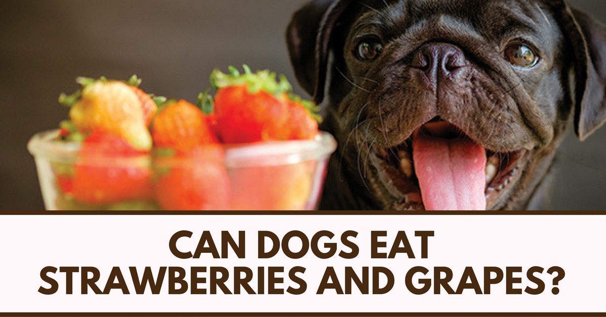 can english bulldogs eat grapes