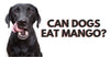 Can Dogs Have Mangos?