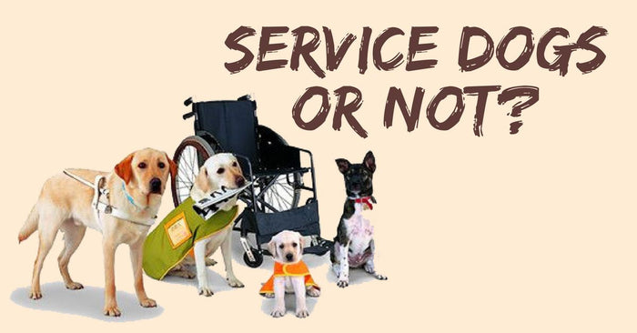 Can You Pet A Service Dog Or Not?