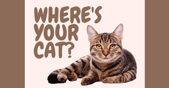 Can’t Find Your Cat?