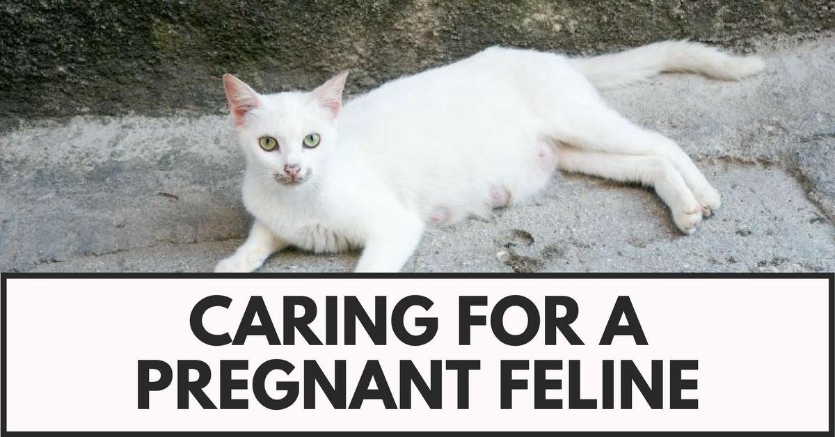 Caring For A Pregnant Feline