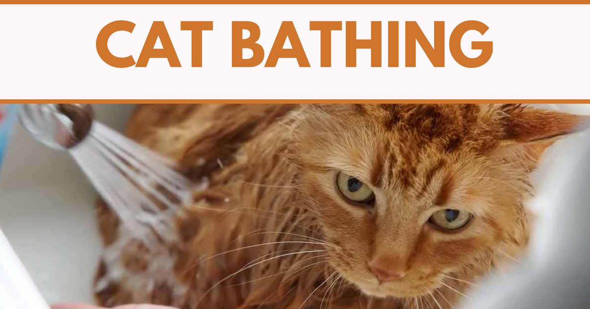 Cat Bathing