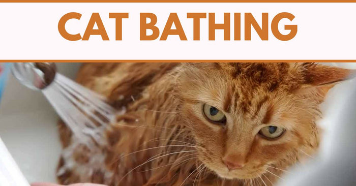 Cat Bathing