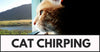 Cat Chirping