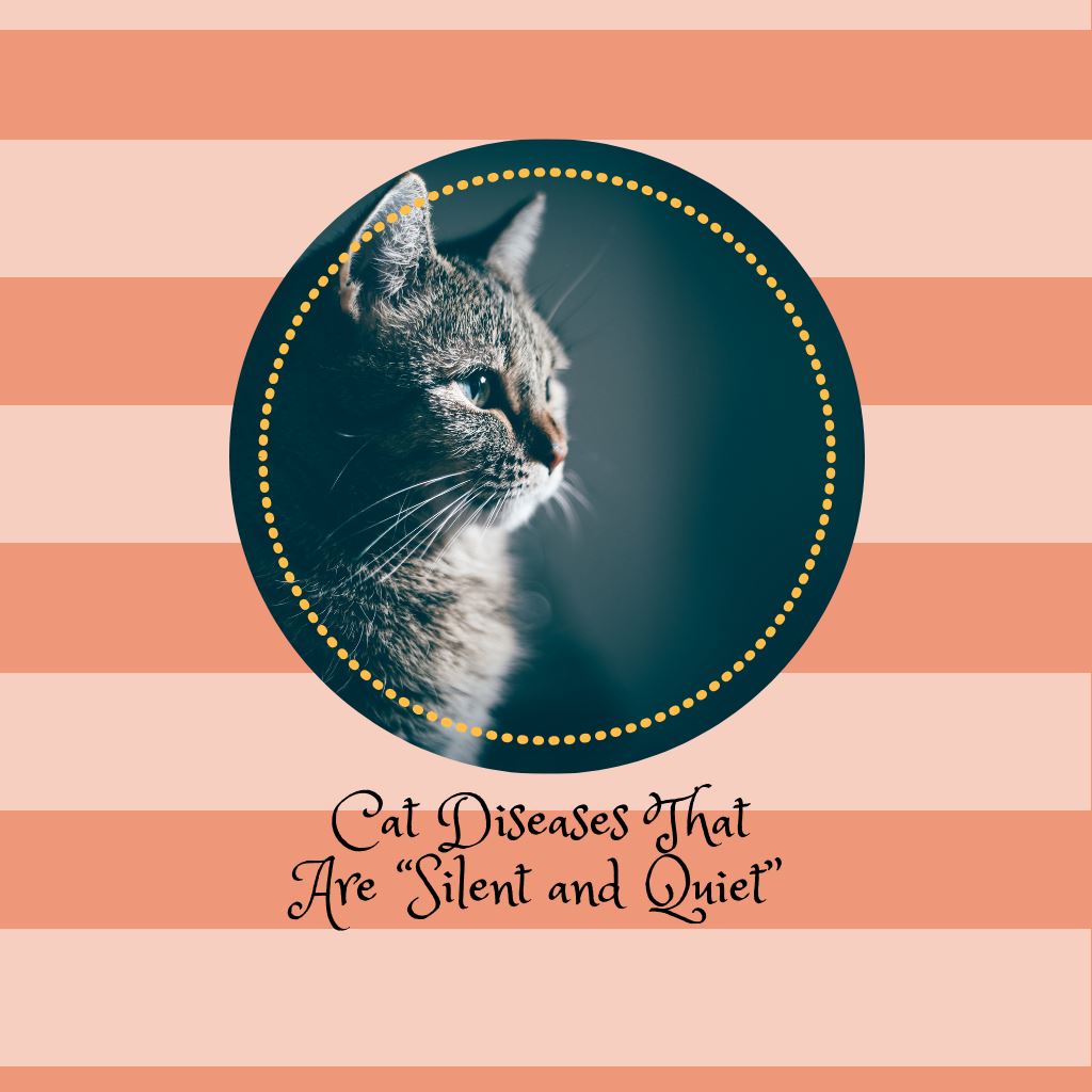 Cat Diseases That Are “Silent and Quiet”