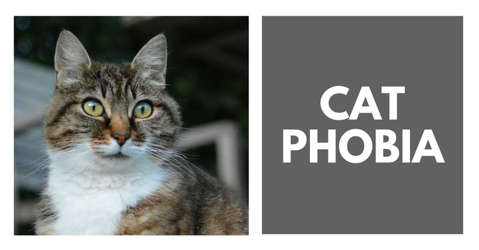 Cat Phobia