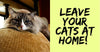 Cat Toys To Leave Your Cats With At Home