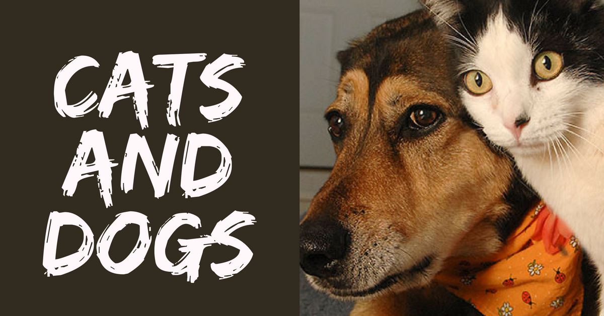 Cats And Dogs: Could They Live Together?