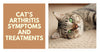 Cat’s Arthritis Symptoms And Treatments