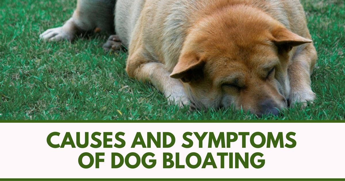 Causes And Symptoms Of Dog Bloating Pet Clever