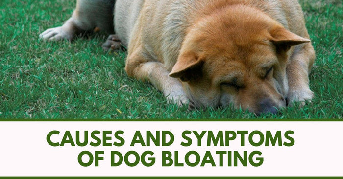 Causes And Symptoms Of Dog Bloating