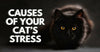 Causes Of Your Cat’s Stress