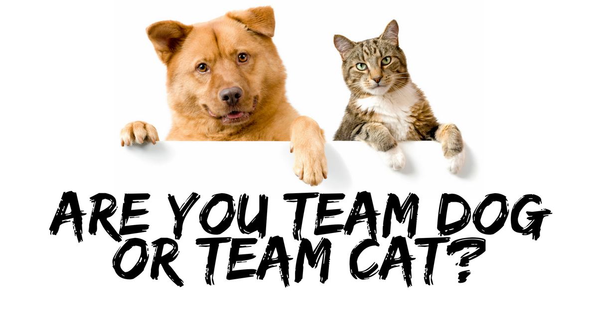 Choosing Between Cats, Dogs And Other Pets