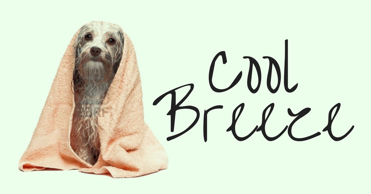 Conquering the Cool Breeze with Paw Print Blanket