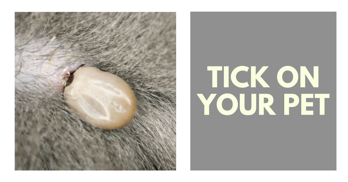 Controlling The Tick On Your Pet