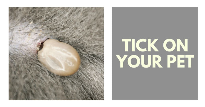 Controlling The Tick On Your Pet