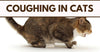 Coughing In Cats