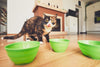 Deciding Between Dry & Wet Food For Your Cat