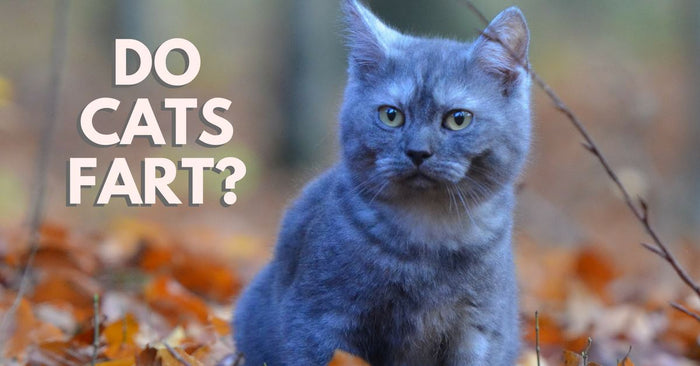 Do Cats Fart?
