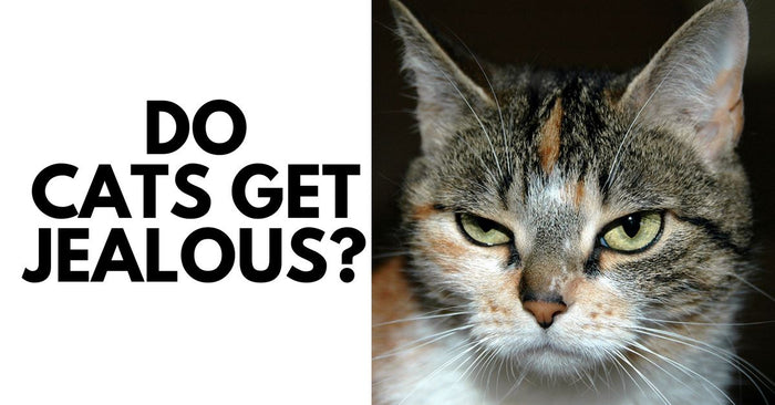 Do Cats Get Jealous?