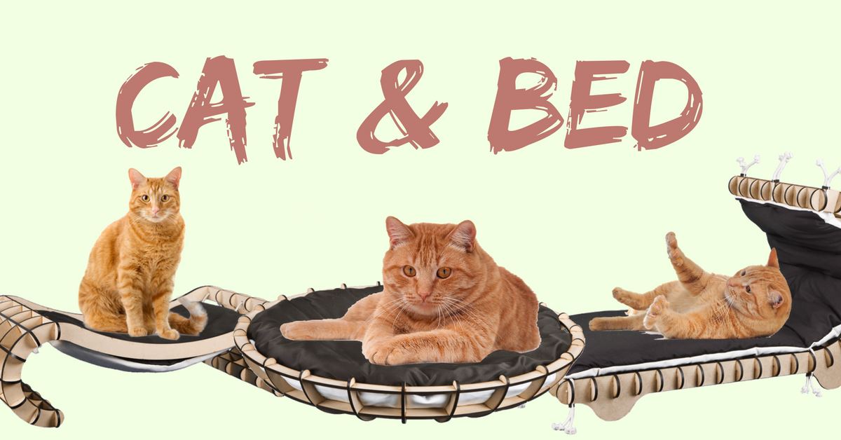 Do Cats Need Cat Beds? - Pet Clever