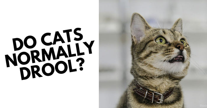 Do Cats Normally Drool?
