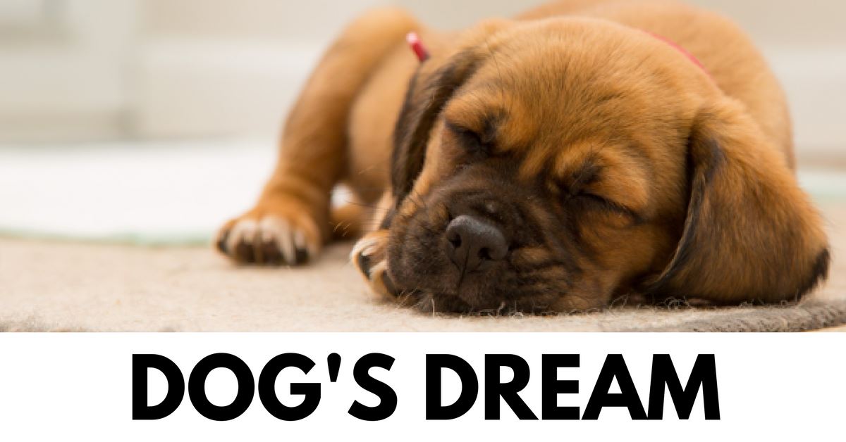 Do Dogs Dream?