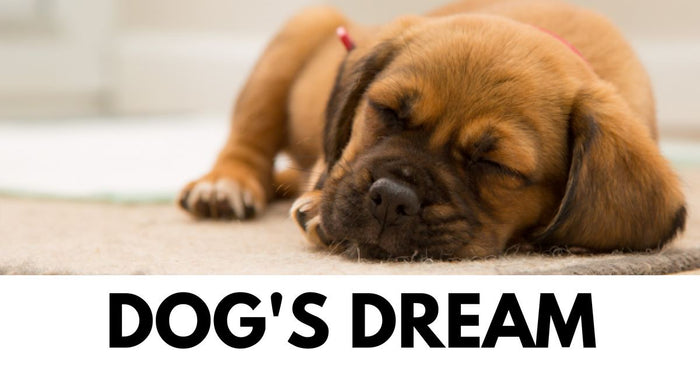 Do Dogs Dream?