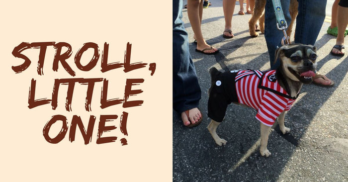 Do Dogs Need Strollers?