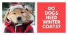 Do Dogs Need Winter Coats?
