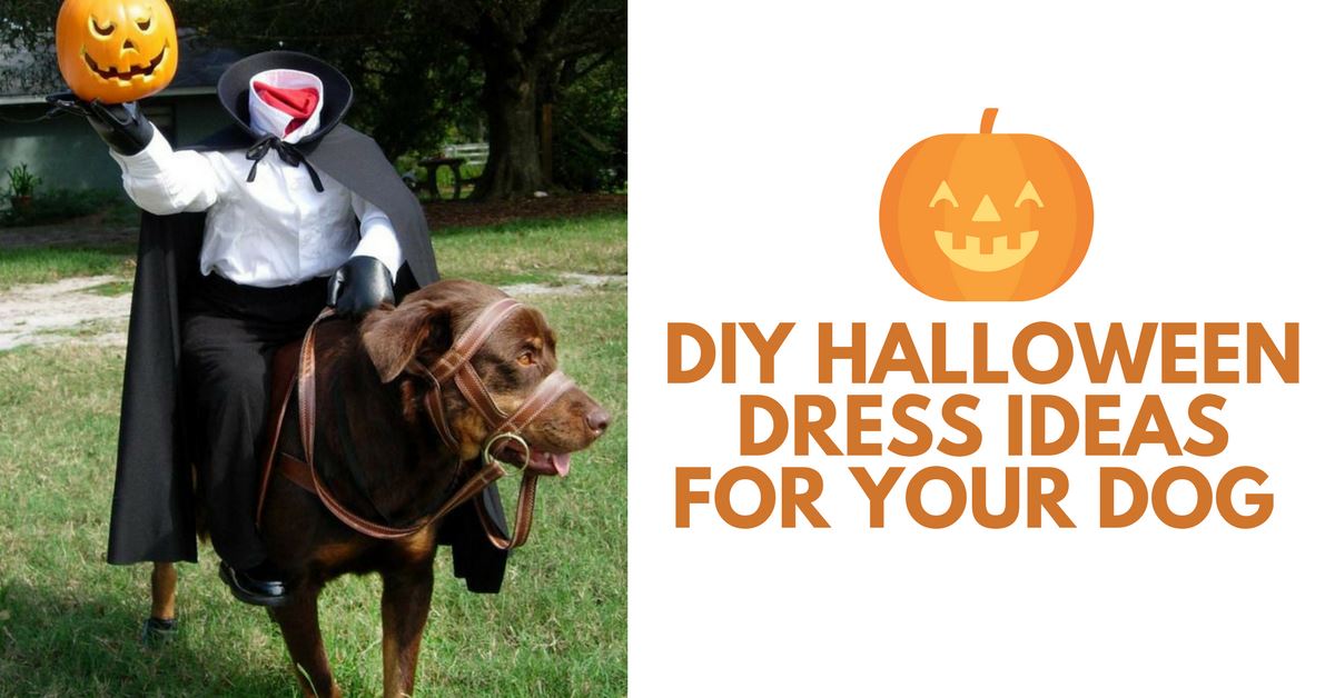 DIY Halloween Dog Costumes! ♥ Nic and Pancho Collaboration 