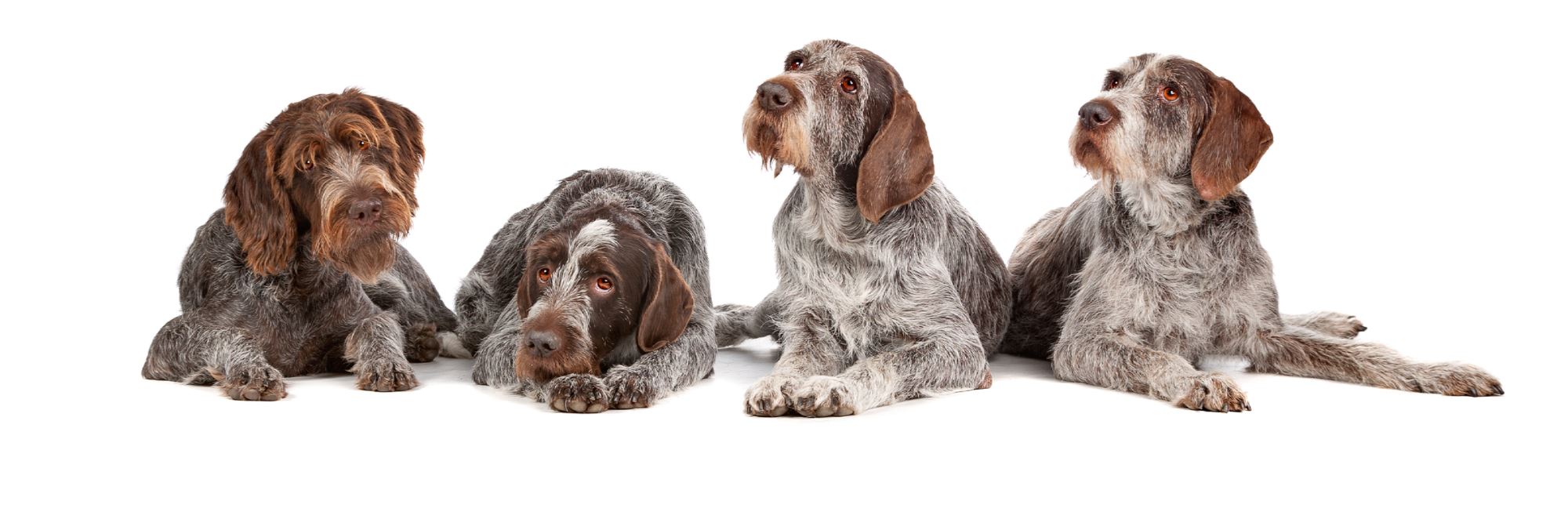 Do Pets Need To Socialize With Other Pets?