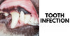 Does Your Dog Have A Tooth Infection?