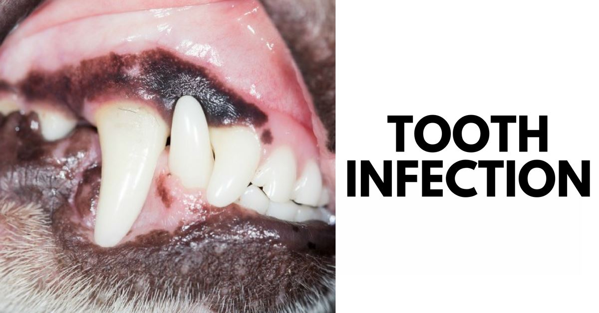 Does Your Dog Have A Tooth Infection Pet Clever does-your-dog-have-a-tooth-infection-pet-clever