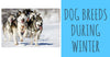 Dog Breeds That Are Comfortable During Winter