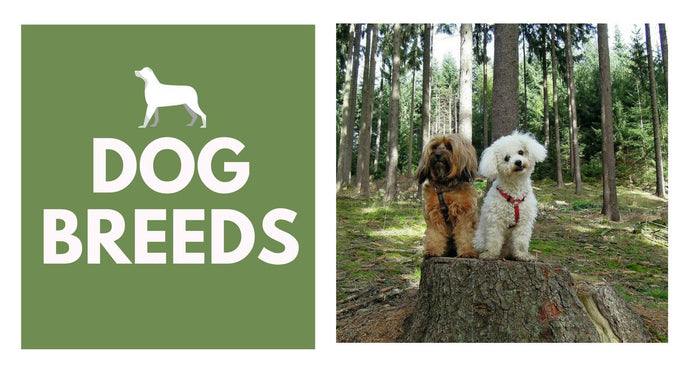 Dog Breeds That Are Known For Howling