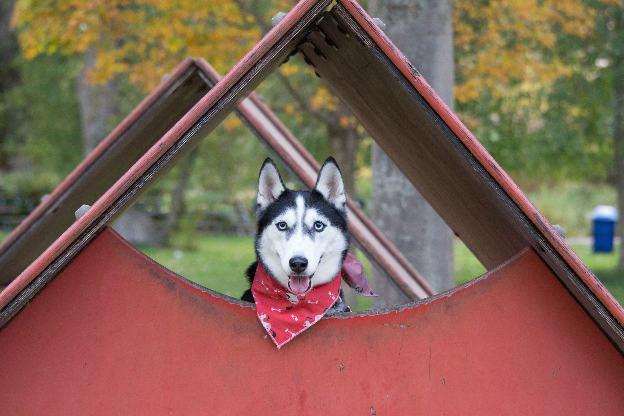 Dog Houses That Keep Your Dog Safe and Happy