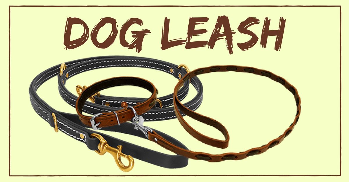 Dog Leash and Why You Should Use Them