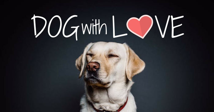 Dog Leash for Training with Love